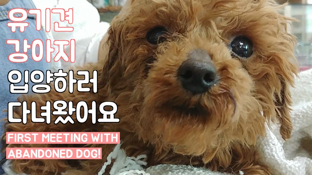 ENG) 유기견 강아지 입양 후기, 파마와의 첫 만남 First meeting with abandoned dog!
