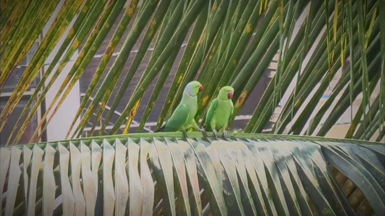This Parrot Couple Is Too Real! 🦜🥰🦜