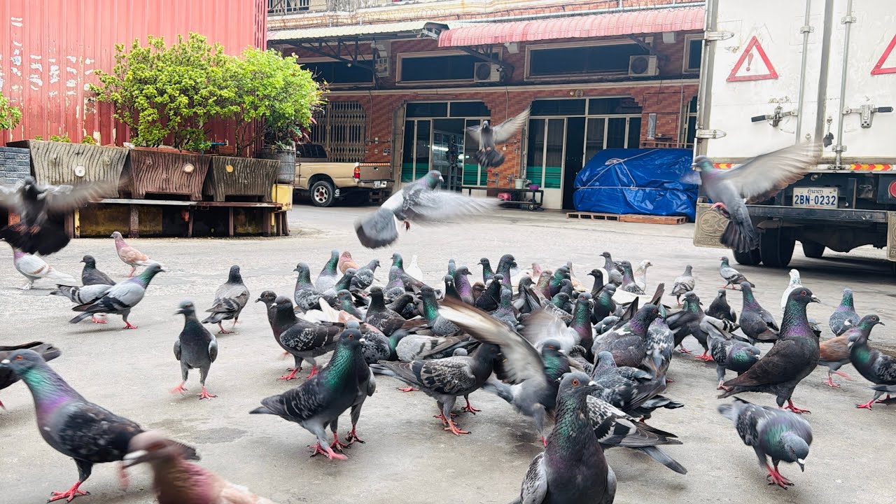 Many pigeons are feeding on the food.