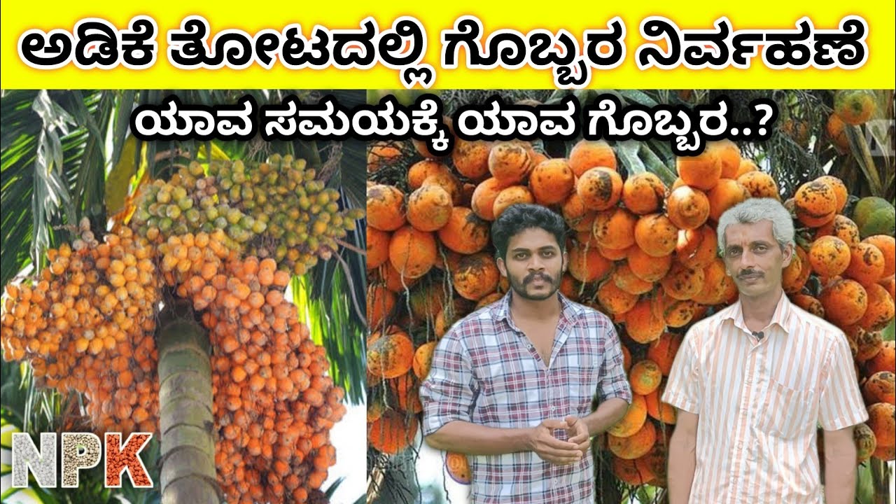 ರಸಗೊಬ್ಬರಗಳ ಸರಿಯಾದ ನಿರ್ವಹಣೆ. ಬೇರೆ ಬೇರೆ ಹಂತಗಳ ಬೆಳವಣಿಗೆಗೆ ಬೇಕಾದ ಗೊಬ್ಬರಗಳು. Fertigation for Areca nut.