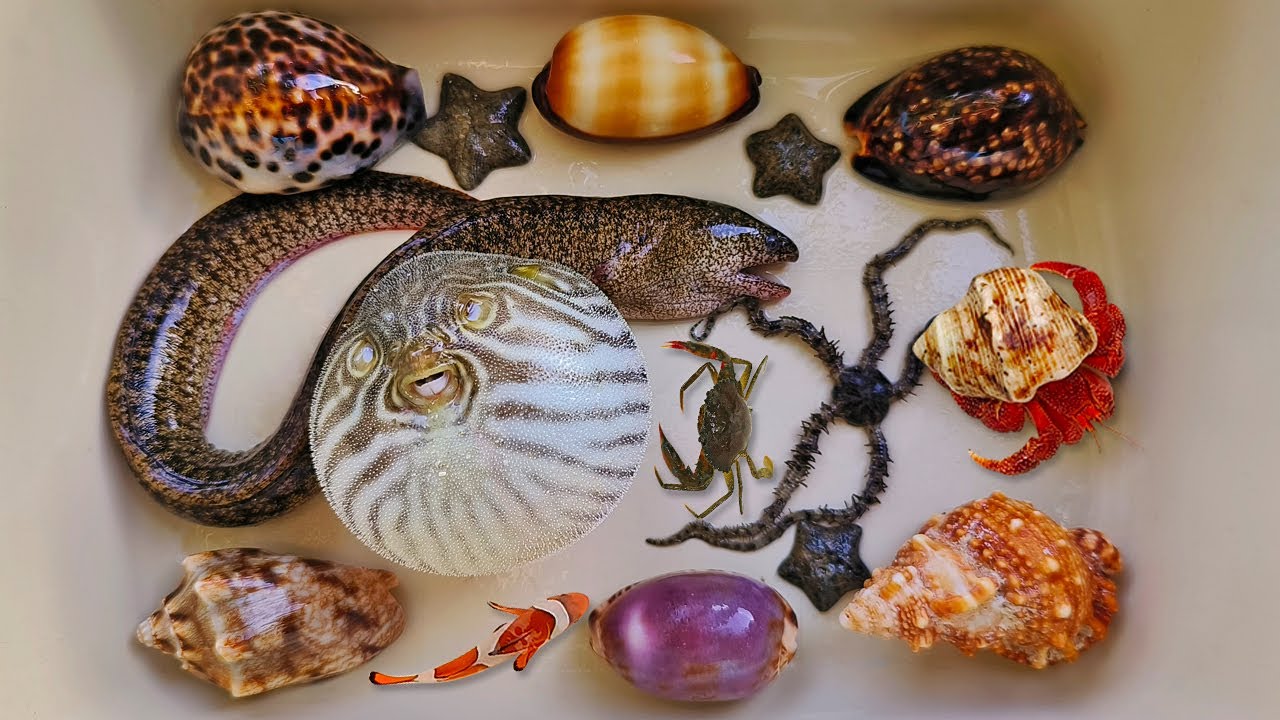 Tangkap ikan buntal dan kelomang, siput, keong, belut, kepiting, ikan laut, ikan nemo, ikan hias