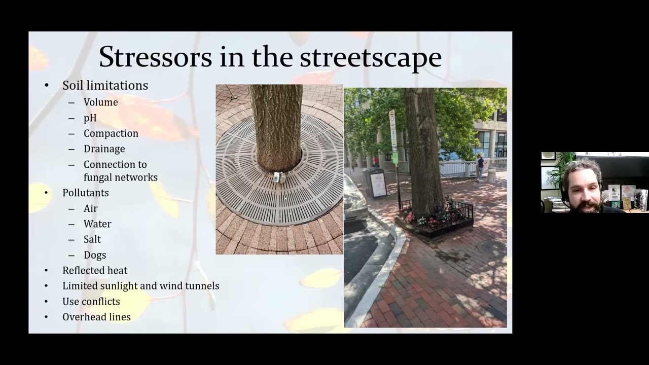 Challenges of Planting and Maintaining Street Trees