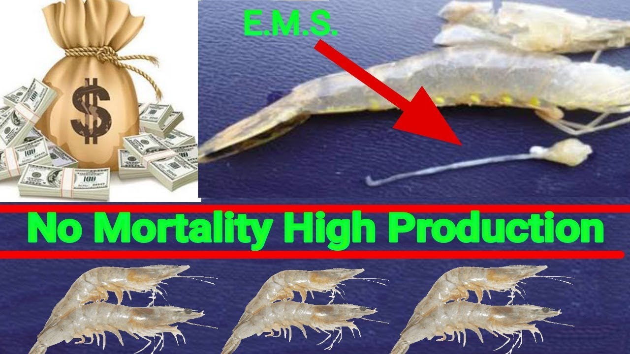 Shrimp Farmer Challenges E.M.S. | No Mortality High Production | Disease Treatment
