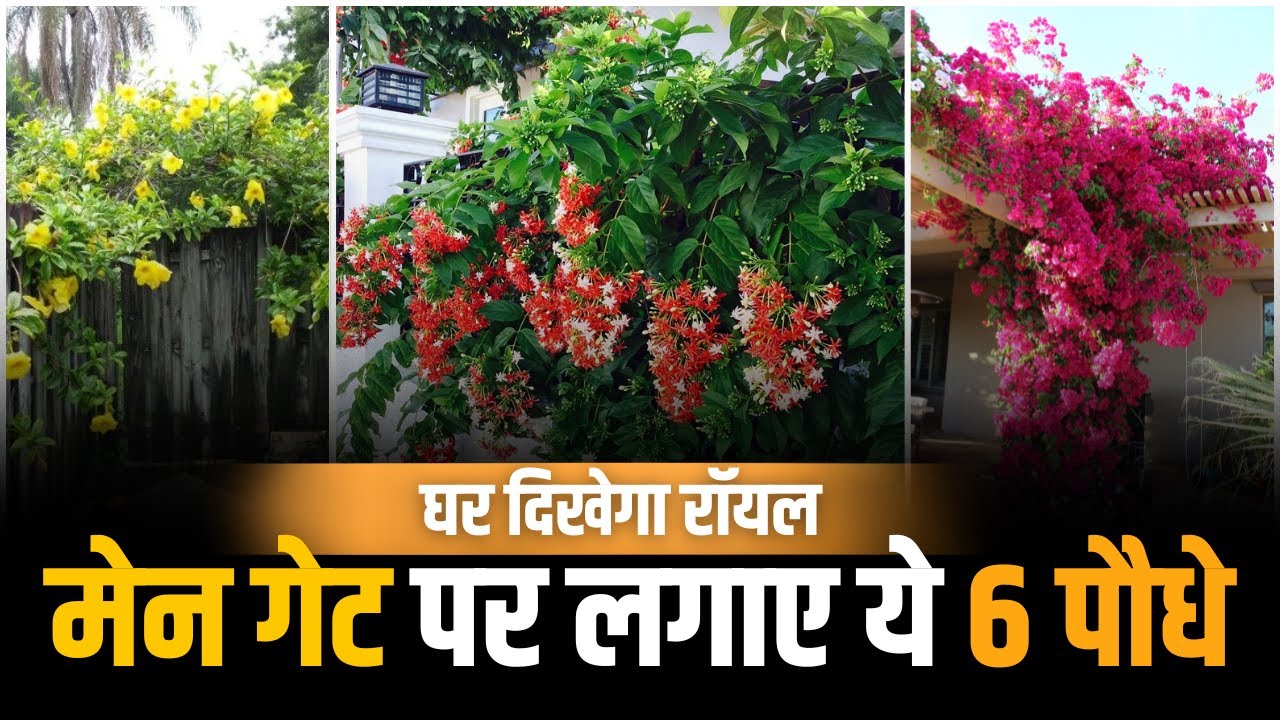 मेन गेट पर लगाए ये 6 पौधे, घर दिखेगा रॉयल | Plants for Home Main Gate | Apna Bagicha