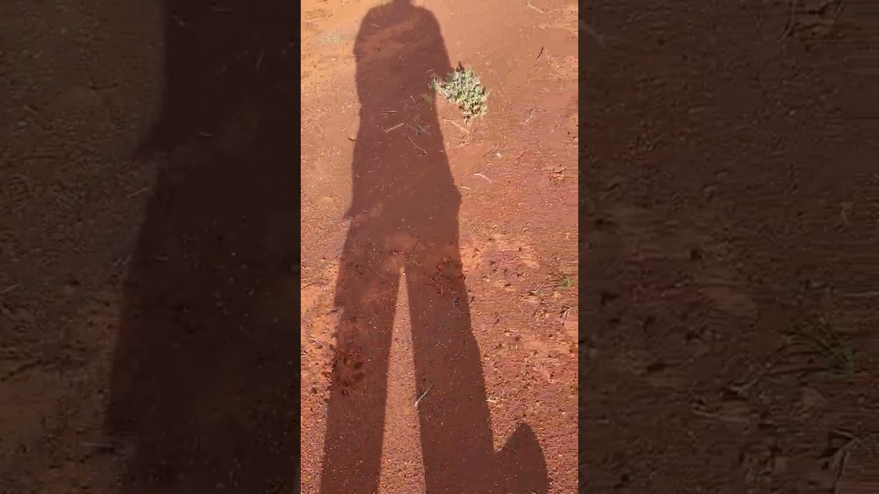 Following dingo tracks off the Stuat Highway near Tallaringa Conservation Park, WA.