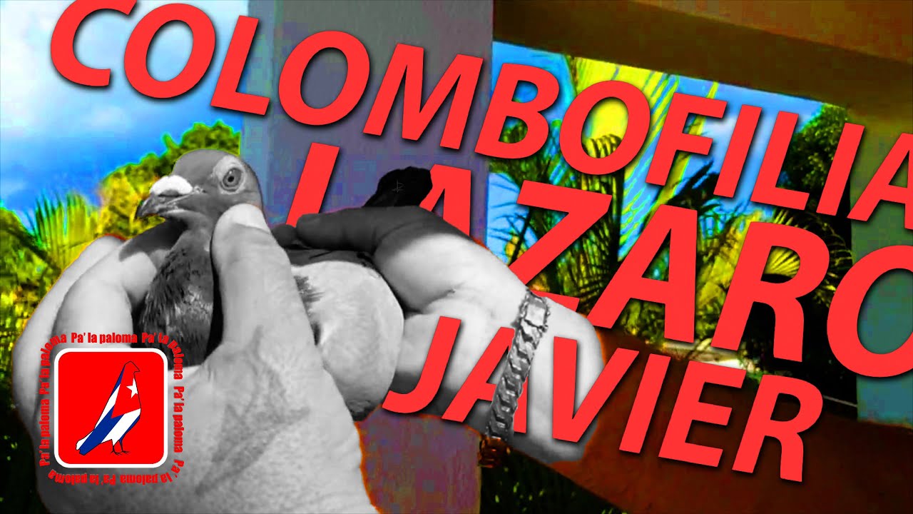 PALOMAR del COLOMBOFILO LAZARO JAVIER en SANTA MARTA. MATANZAS
