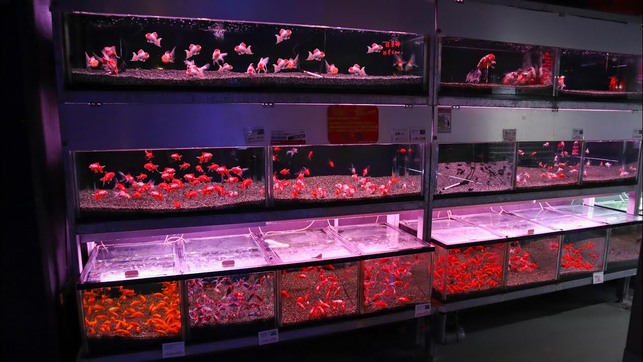 HUGE Fish Store Tour in JAPAN! Paupau Aqua Garden is AMAZING