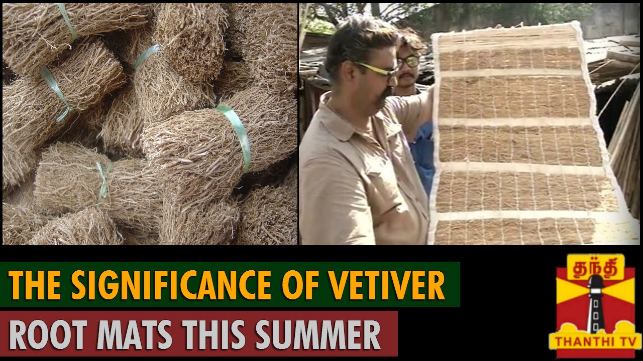 The Significance of Vetiver Root Mats for this Summer - Thanthi TV