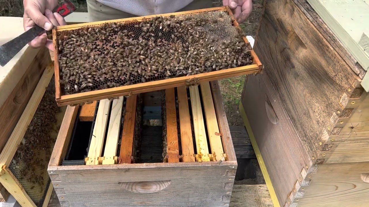 Beekeepers year begins in August