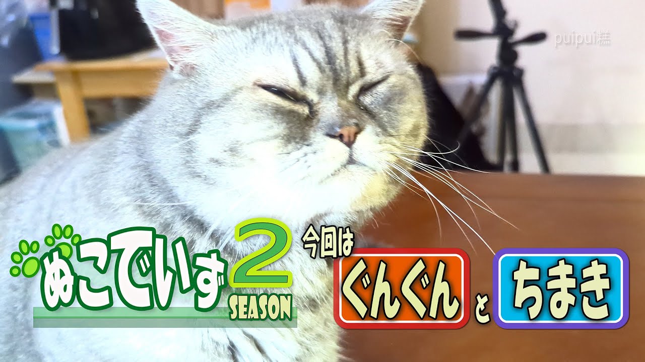 【おもちゃの興味より顔が痒い猫はいませんか】かおかけにゃ