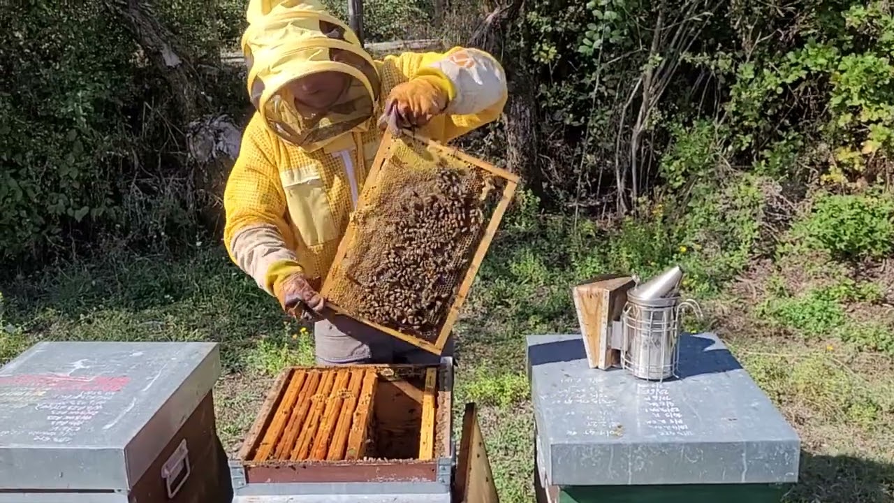 Apicoltura: autunno 2023, visita degli alveari