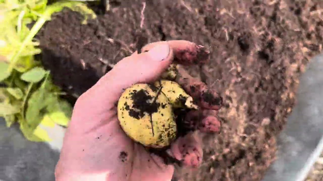 First Potato Reveal of 2024 | LIVING GREEN COMPOST | Charlotte