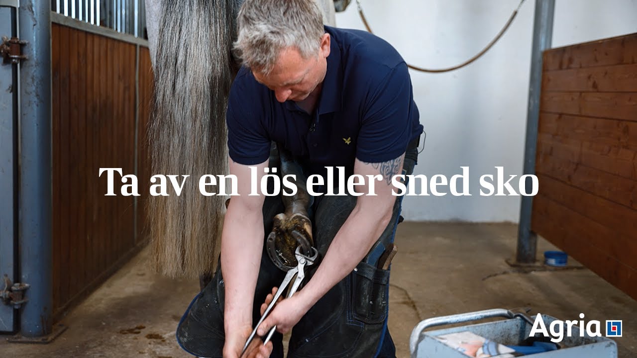 Så tar du av en lös eller sned hästsko