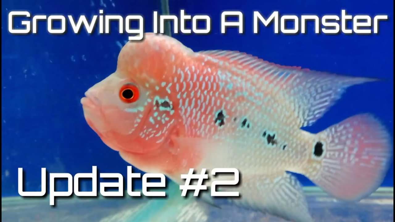 Growing Into A Monster | Growth of my red magma flowerhorn Update #2