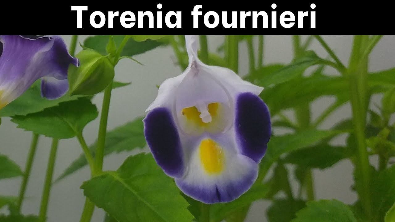 Growing Torenia fournieri -The Wishbone Plant