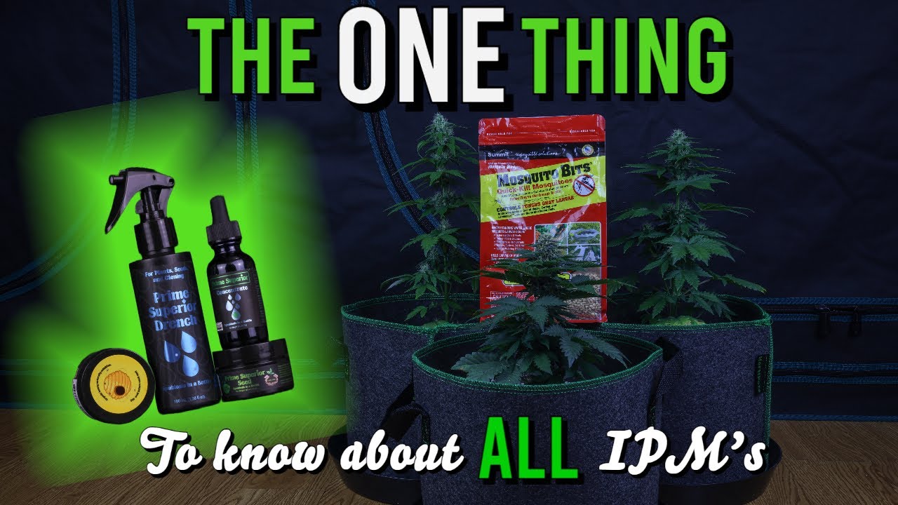 The ONE Thing To Know About ALL Integrated Pest Management (IPM) Systems