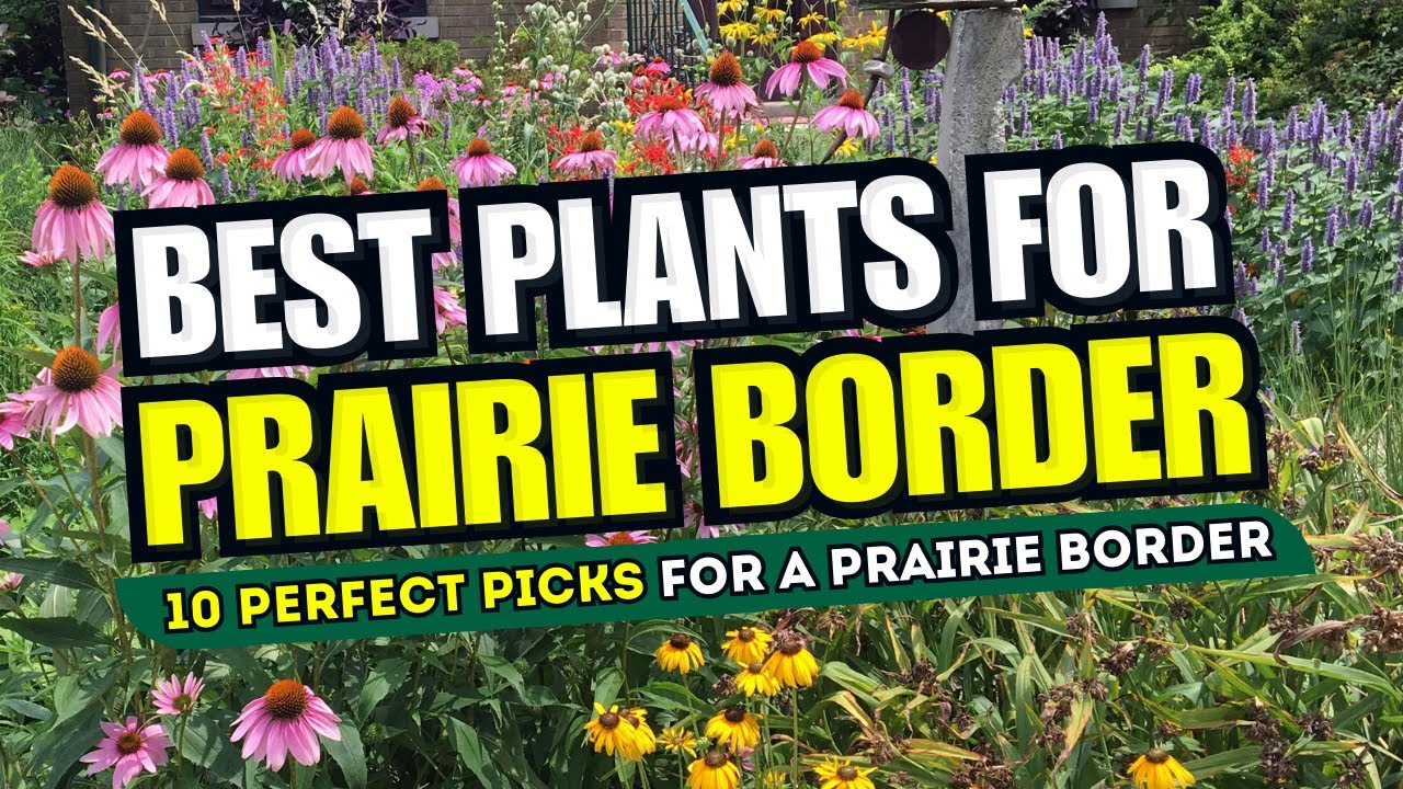 Top 10 Plants for a GORGEOUS Prairie Border // CREATE A PRAIRIE OASIS 🌾✨