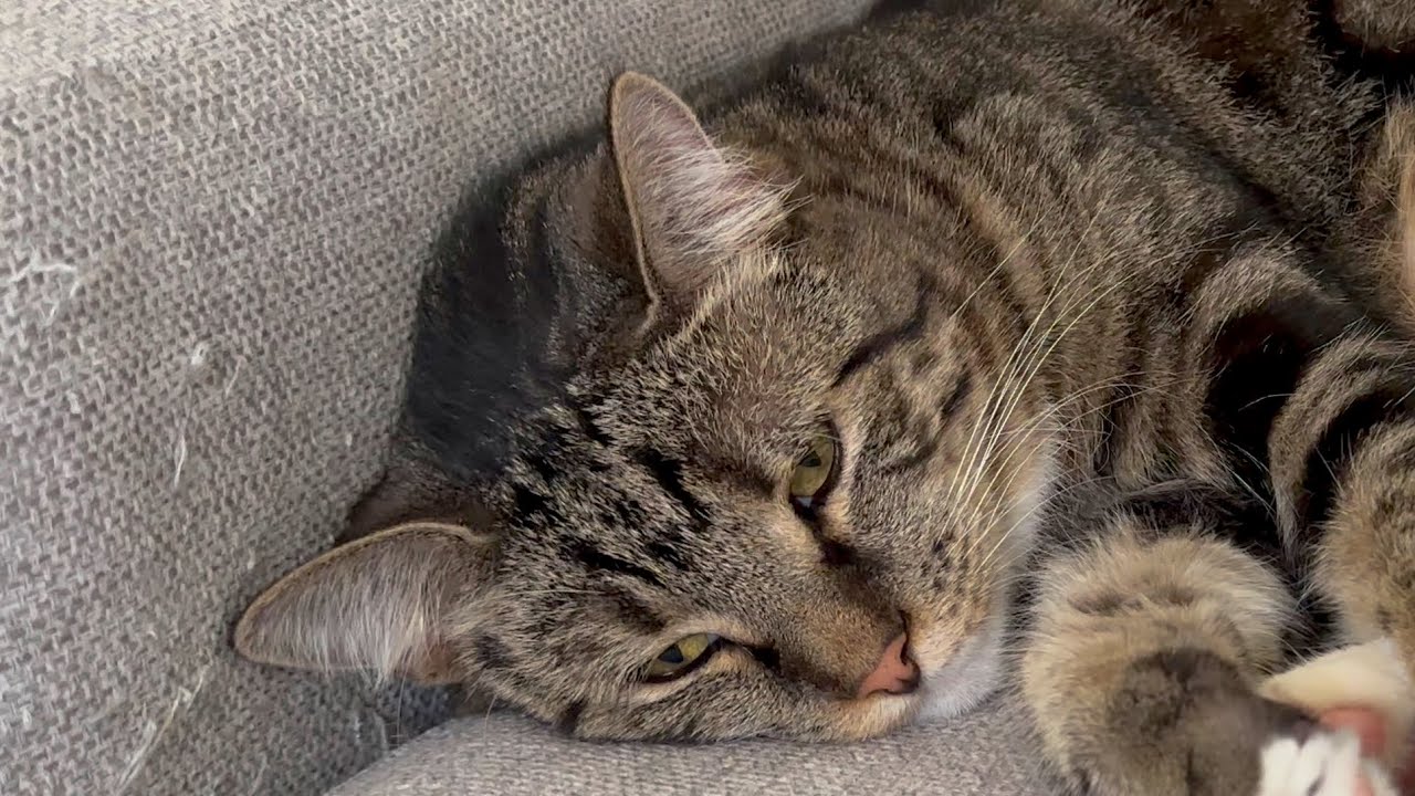 A Hu Hu’s afternoon nap.