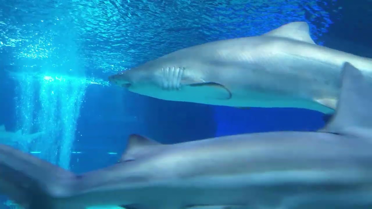 Shark