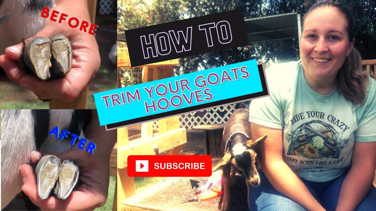 How To Trim Your Goats Hooves || Nigerian Dwarf Goats