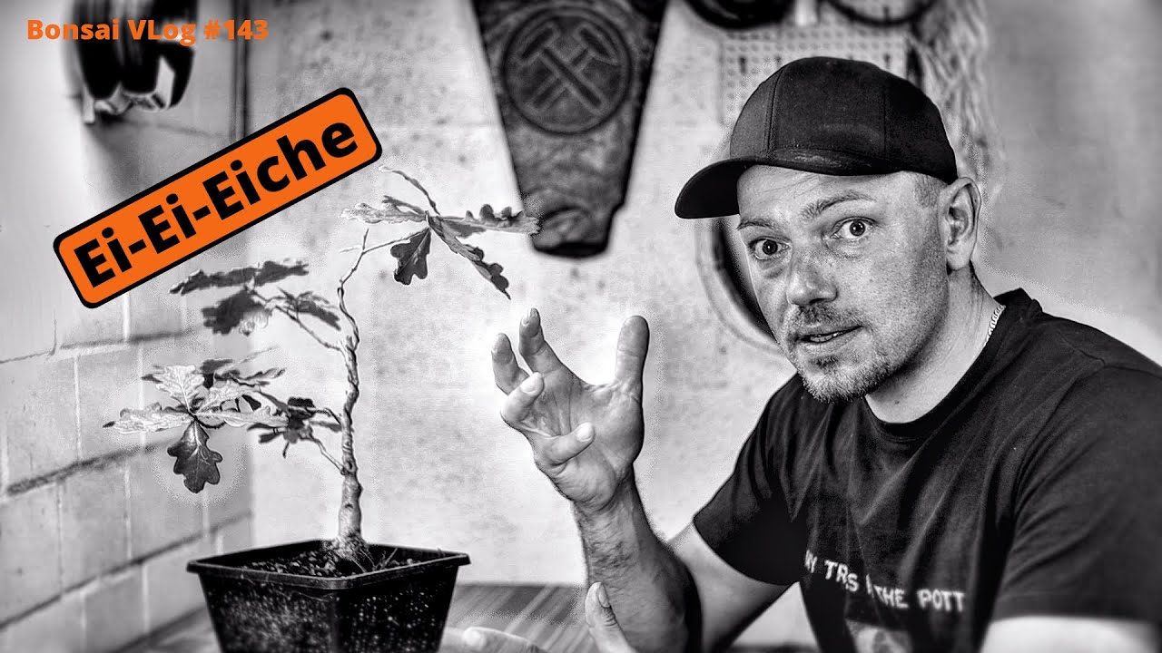 Stieleiche geht als Letztes - Stieleiche 
