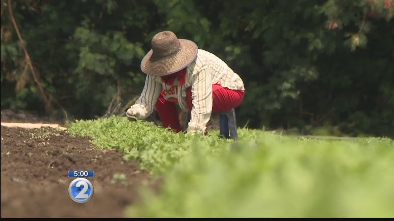 Local farmer explains impacts of rat lungworm disease and how you can protect your family