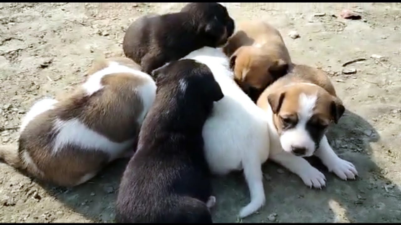 Puppies First Day Outing After Birth | 22 days old Puppies 