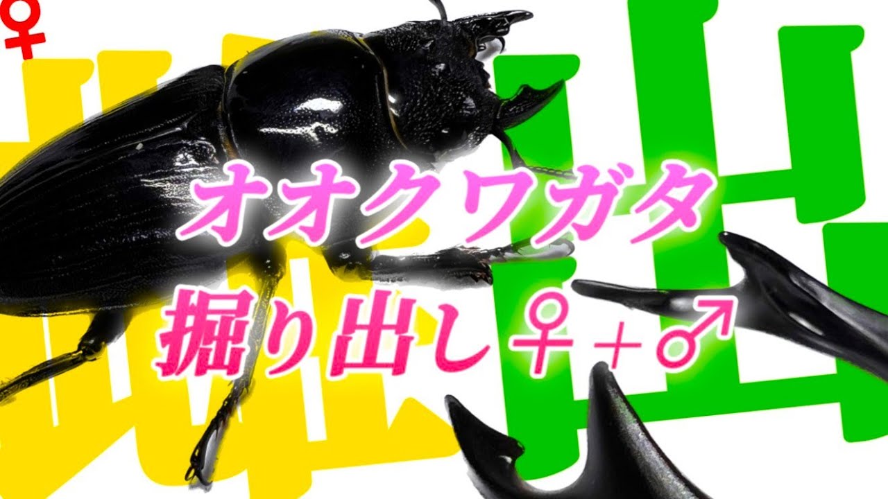 【クワガタ飼育】オオクワガタのメスの掘り出しとオスも少し掘り出す