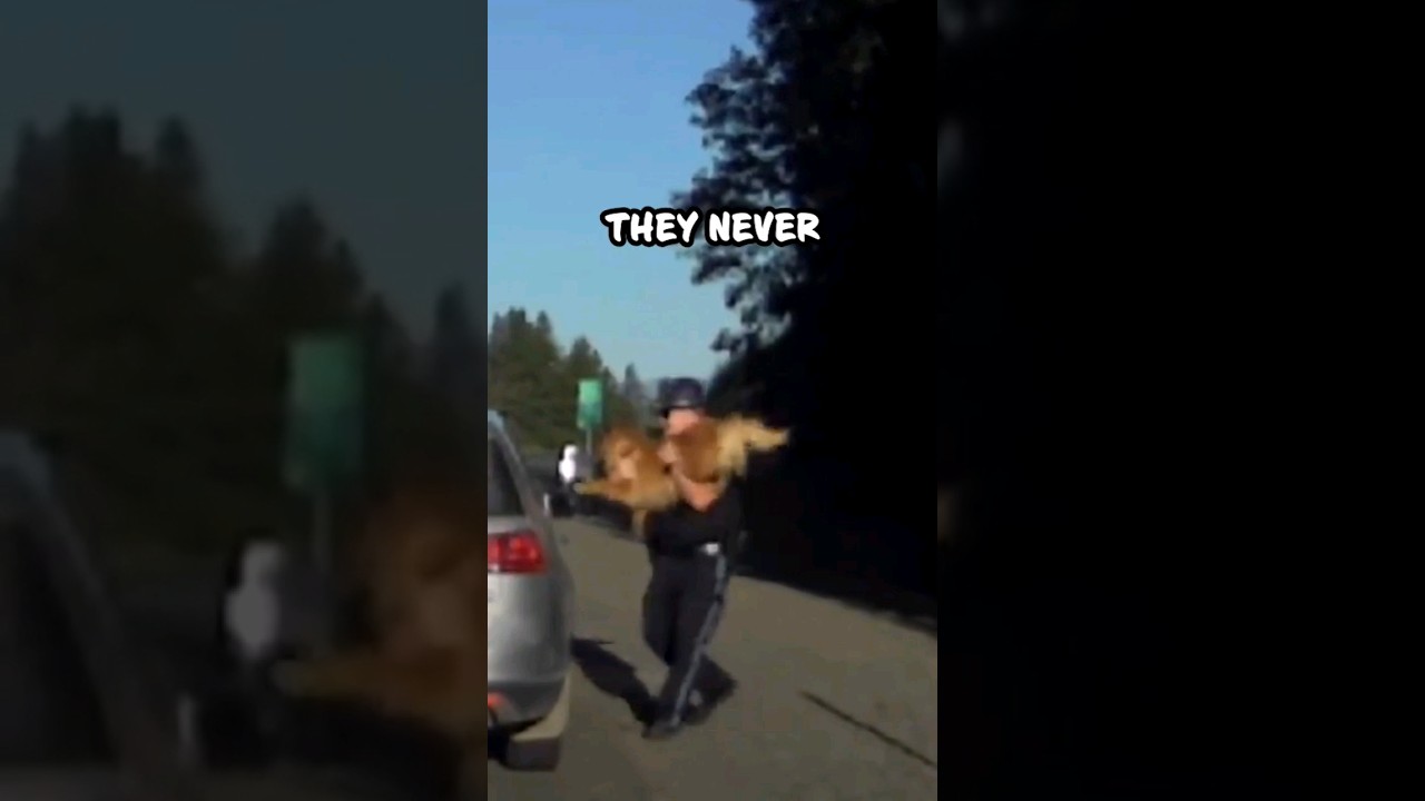 Incredible Moment: Trooper Catches Dog Mid-Leap during Traffic Stop! 😂 #shorts
