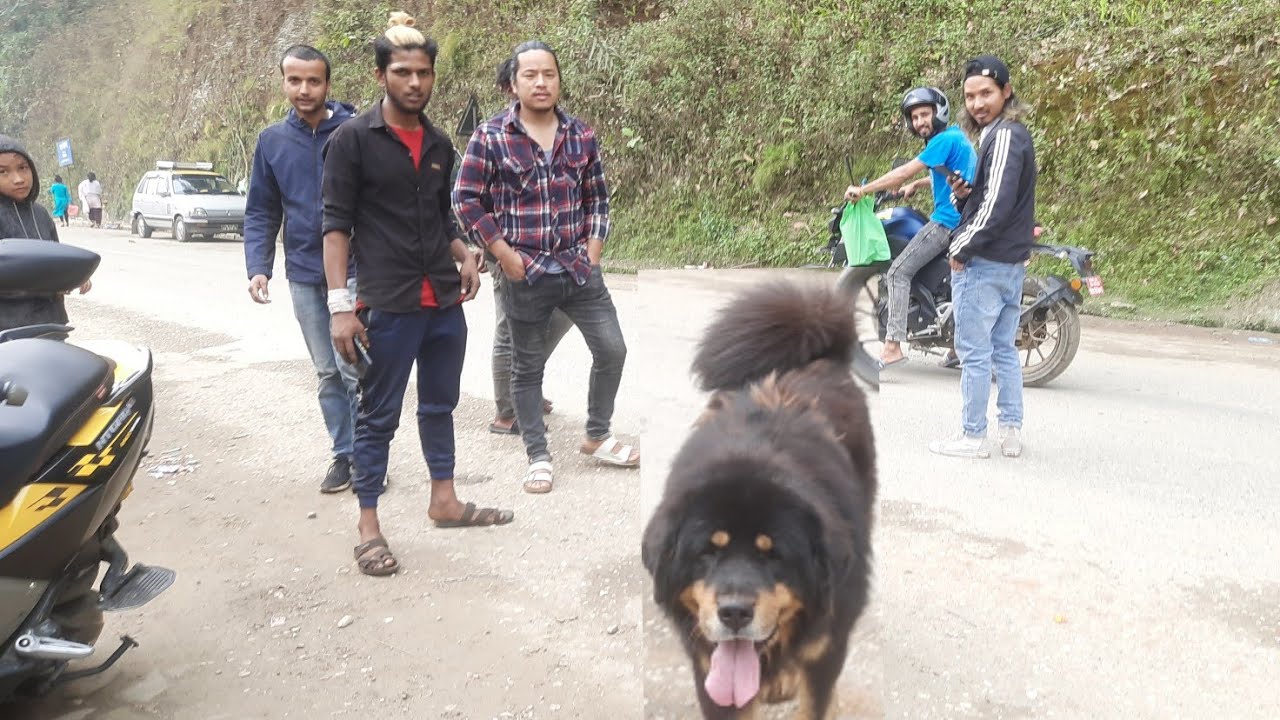 Public Reaction To Tiger || Tibetan Mastiff In Nepal || Guardian Dogs || Beauty Nature