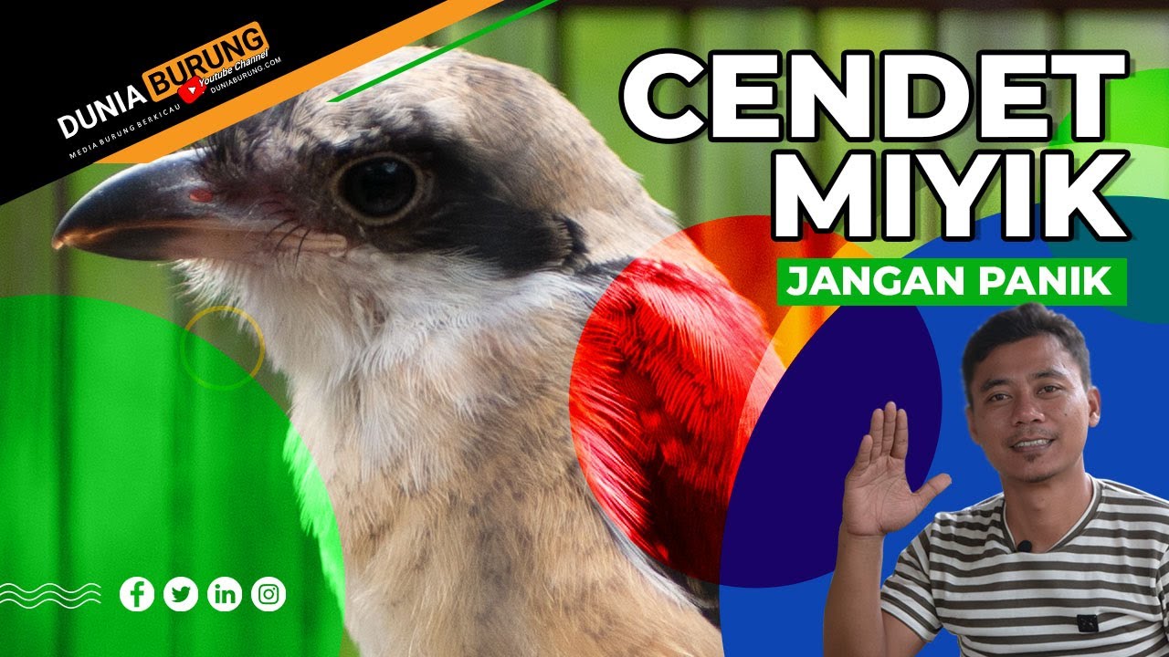 Cendet Trotol Sudah Di Boom EF Tetap Mbayek, Miyik, Atau Manja