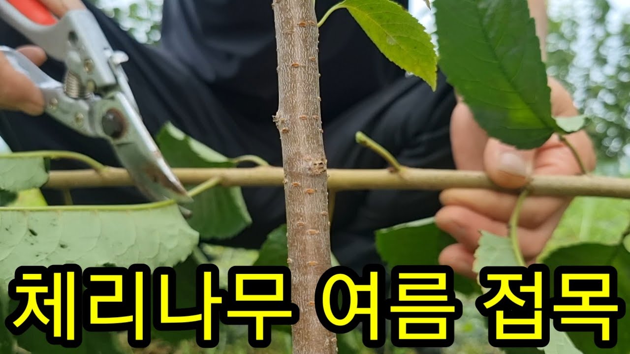 체리나무 여름 접목 눈접하는법