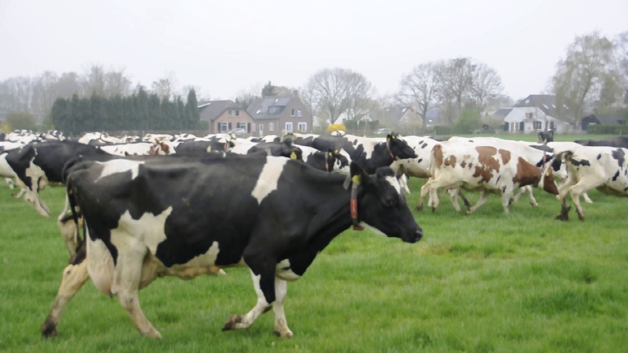 Uitgelaten  dartelende koeien bij stal Nillesen aan de Lage Horst in Groesbeek.