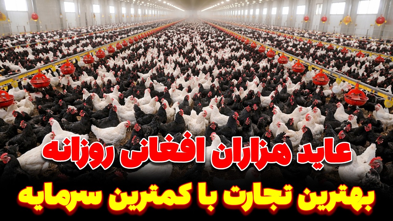 بهترین تجارت پر در آمد با کمترین سرمایه در افغانستان