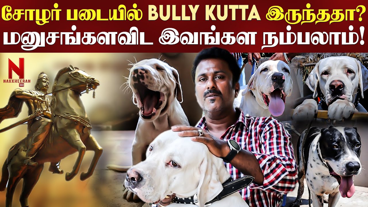 இரண்டு நாய் சேர்ந்தா ஒரு சிறுத்தைய வேட்டையாடிடும் | Bully Dog | Pets Life Style | Pet Lover |