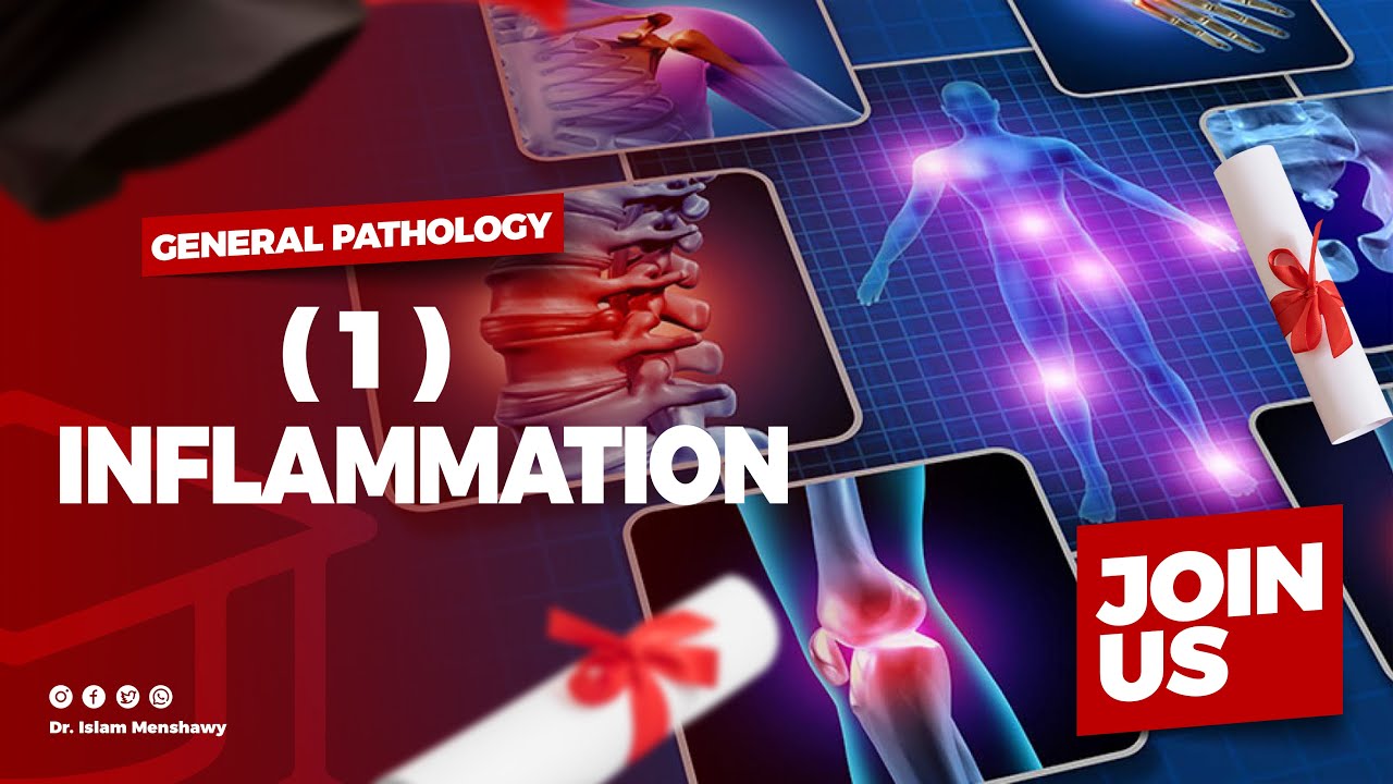 1- Inflammation  I  Pathology  I  Dr. Islam Menshawy