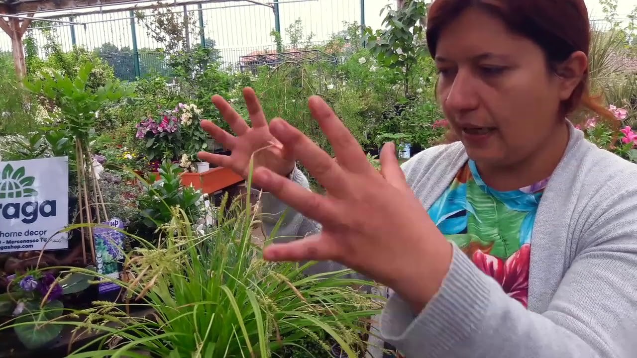 Consigli utili su come coltivare la carex morrowii
