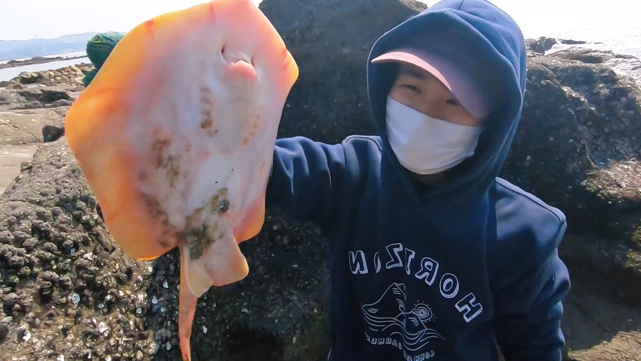 猪猪抽干海边小水坑，坑不大但货倒是挺多的，魔鬼鱼石斑鱼全都有