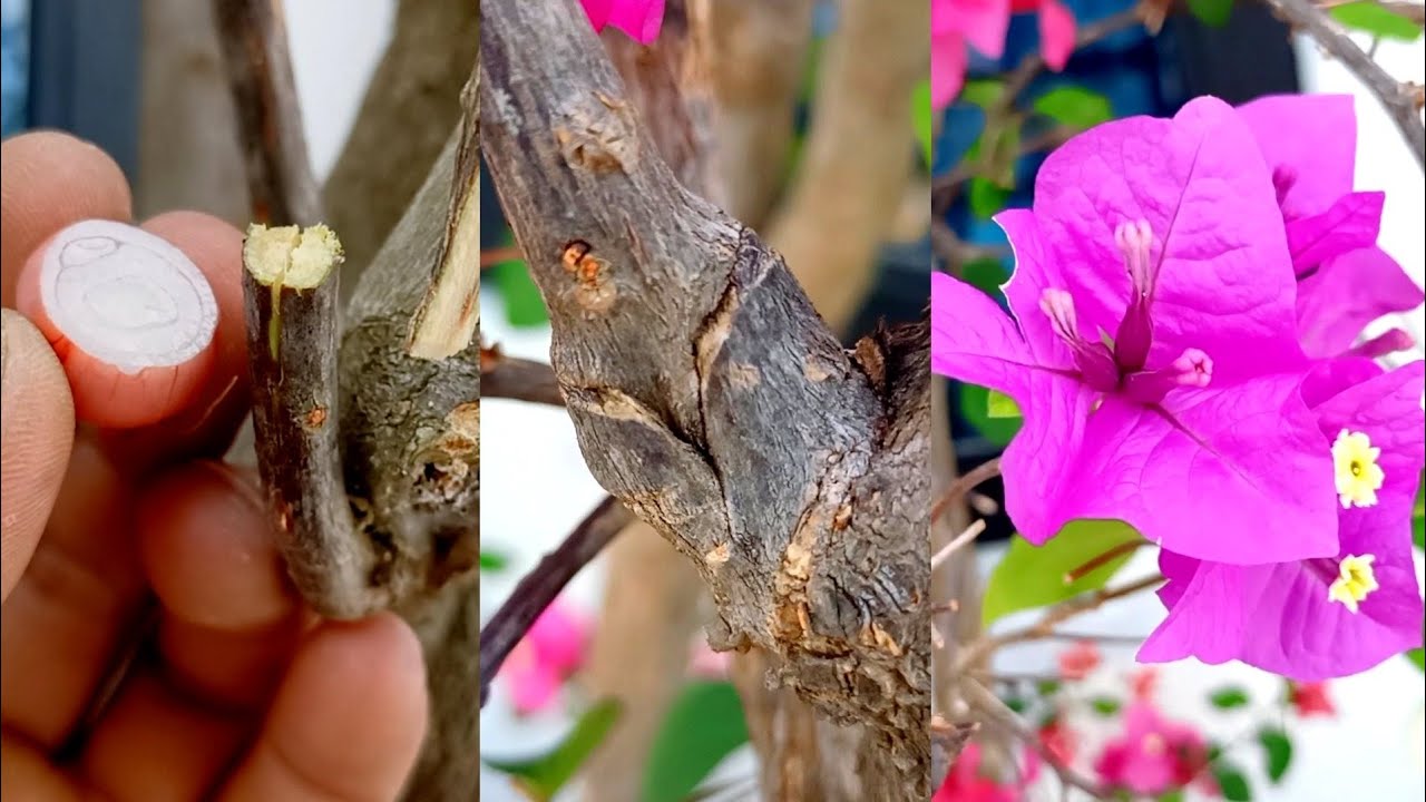 Onion Natural Hormones for Colorful Bougainvillea Grafting | Best Natural Hormone