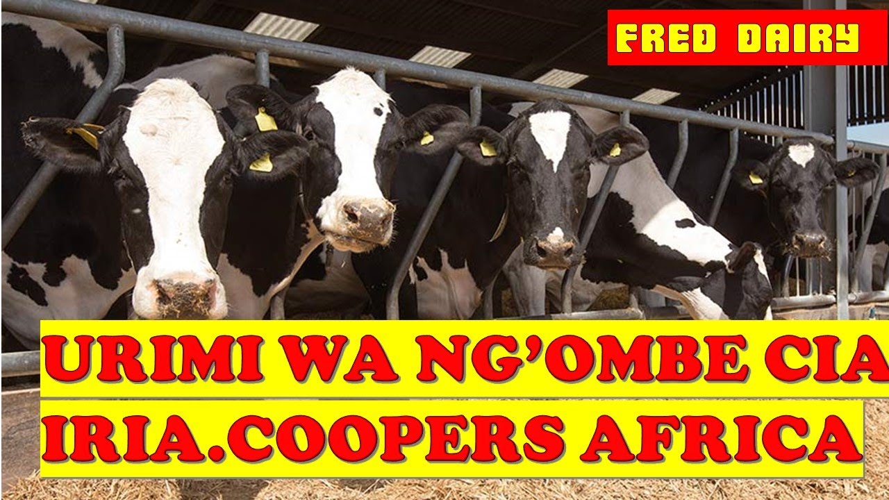 DAIRY COWS MANAGEMENT FROM AN EXPERT  (KIKUYU VERSION)