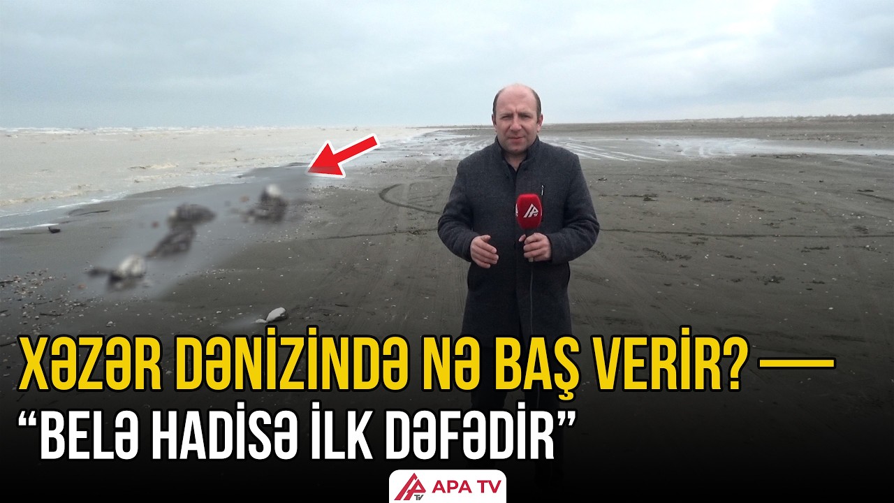 Xaçmazda yüzlərlə batağan quşunun cəsədi aşkarlandı | APA TV