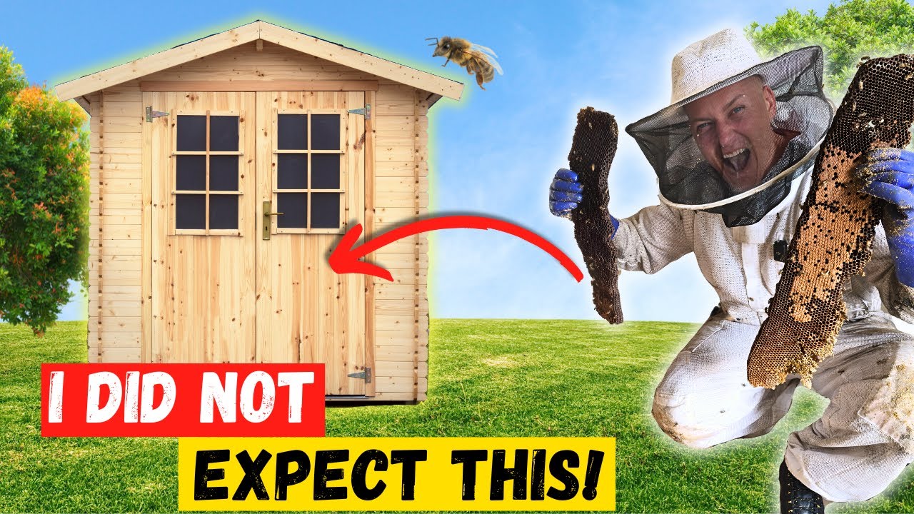 Giant Twin Beehives Filled Up This Shed Floor!