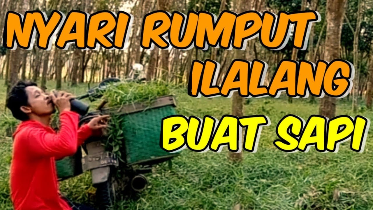 Ambil Rumput Untuk Sapi