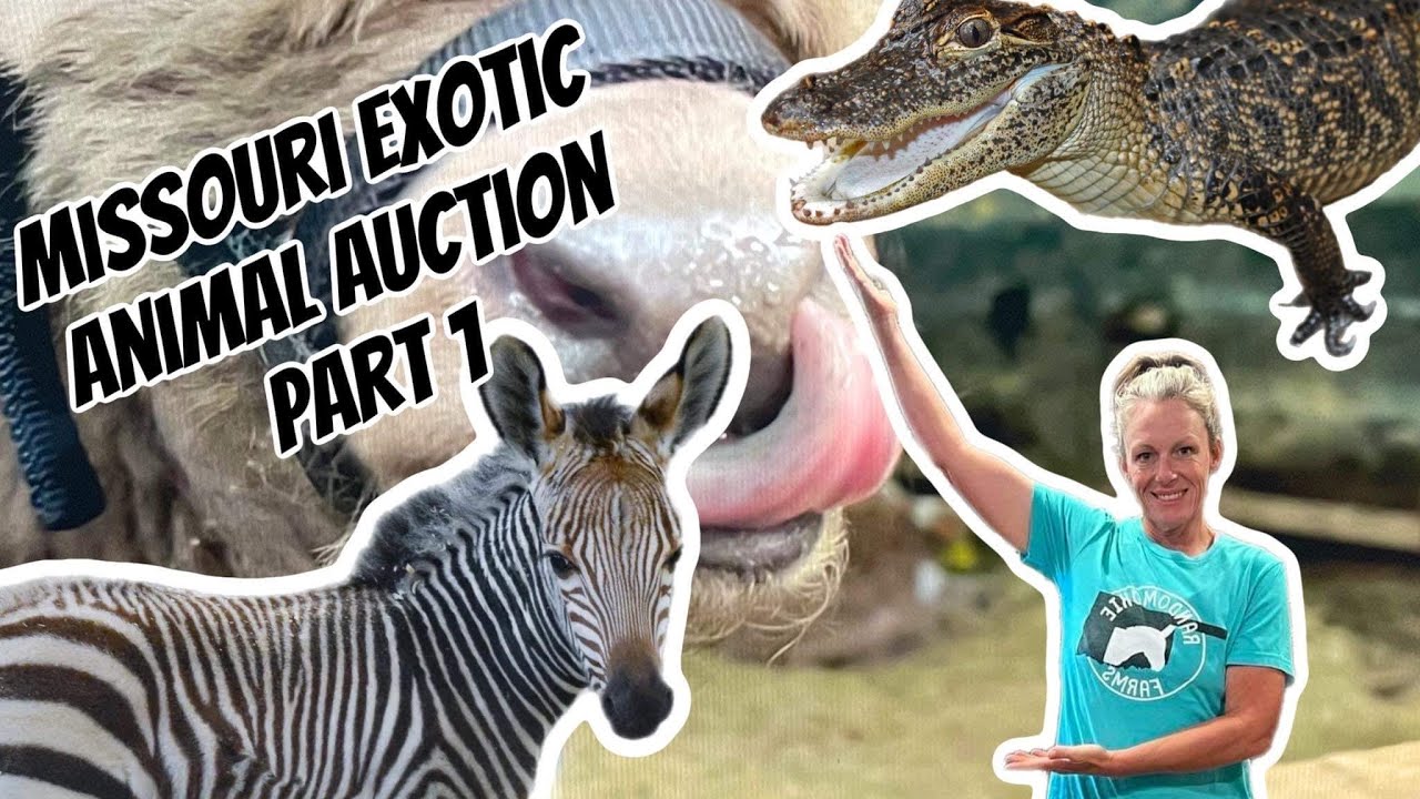 Missouri Exotic Animal Auction Part One