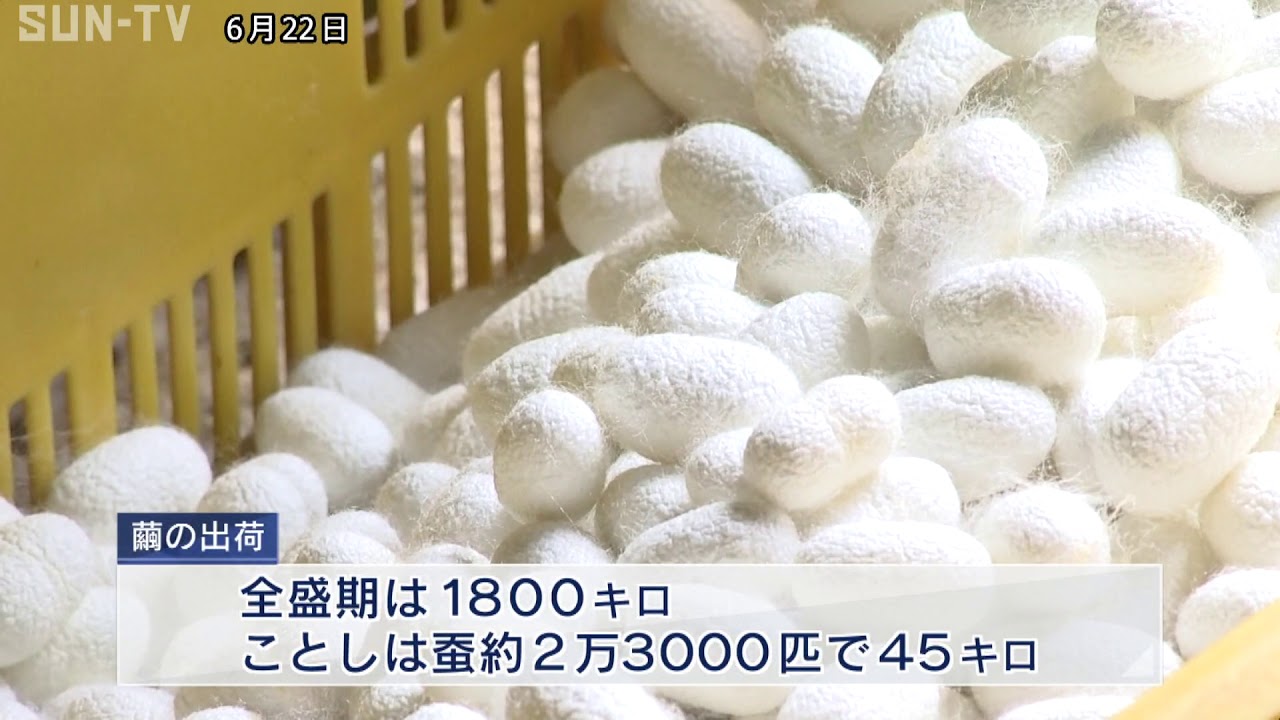 兵庫県内唯一の養蚕農家で繭の出荷 真っ白に輝く