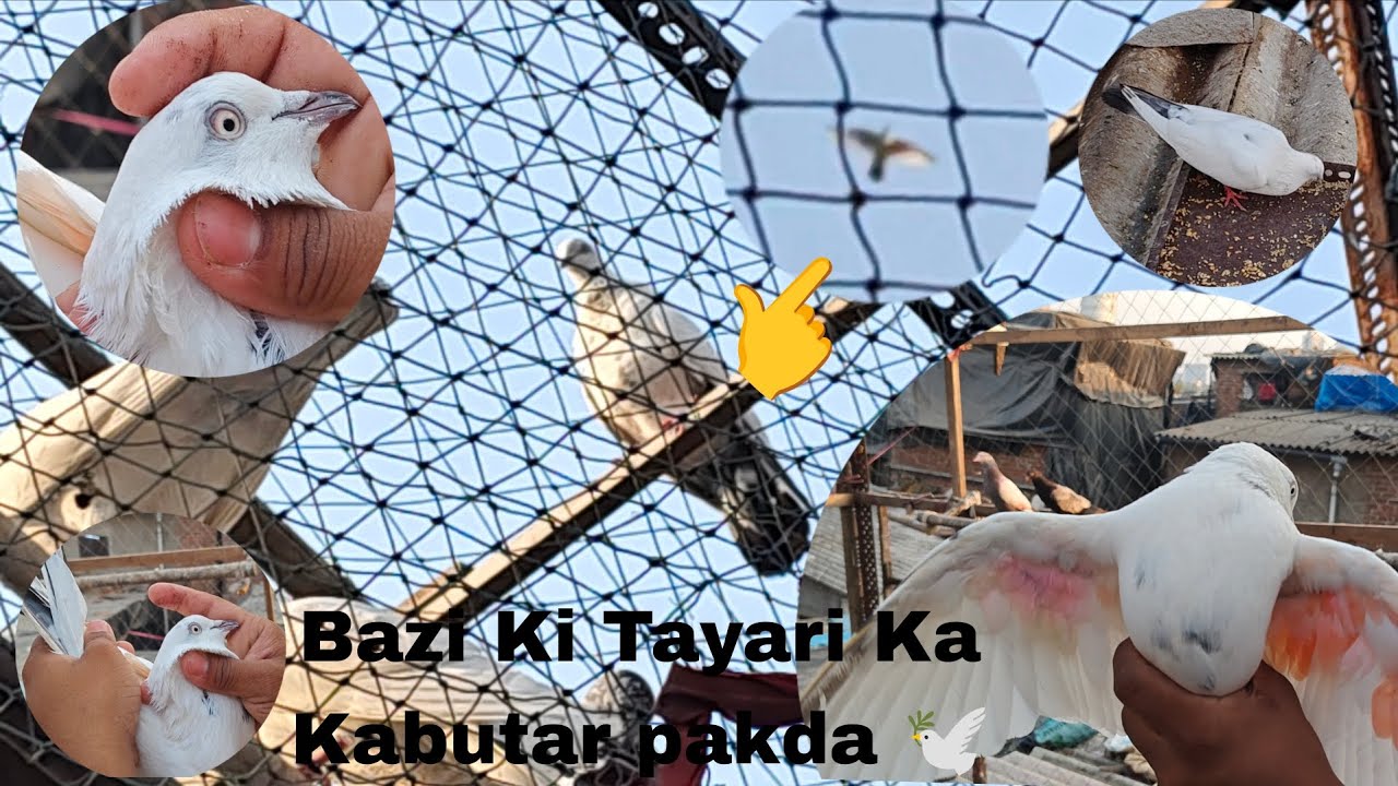 Bazi Ki Tayari Ka Kabootar pakra 🕊️