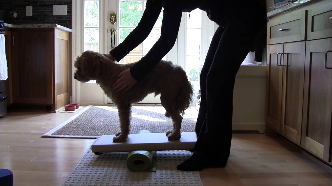 Hank Post Medial Patellar Luxation Surgery (Week 5)