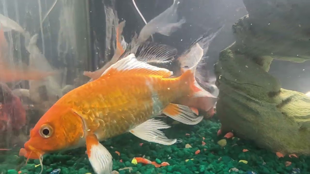 Japanese Fish or Butterfly Koi