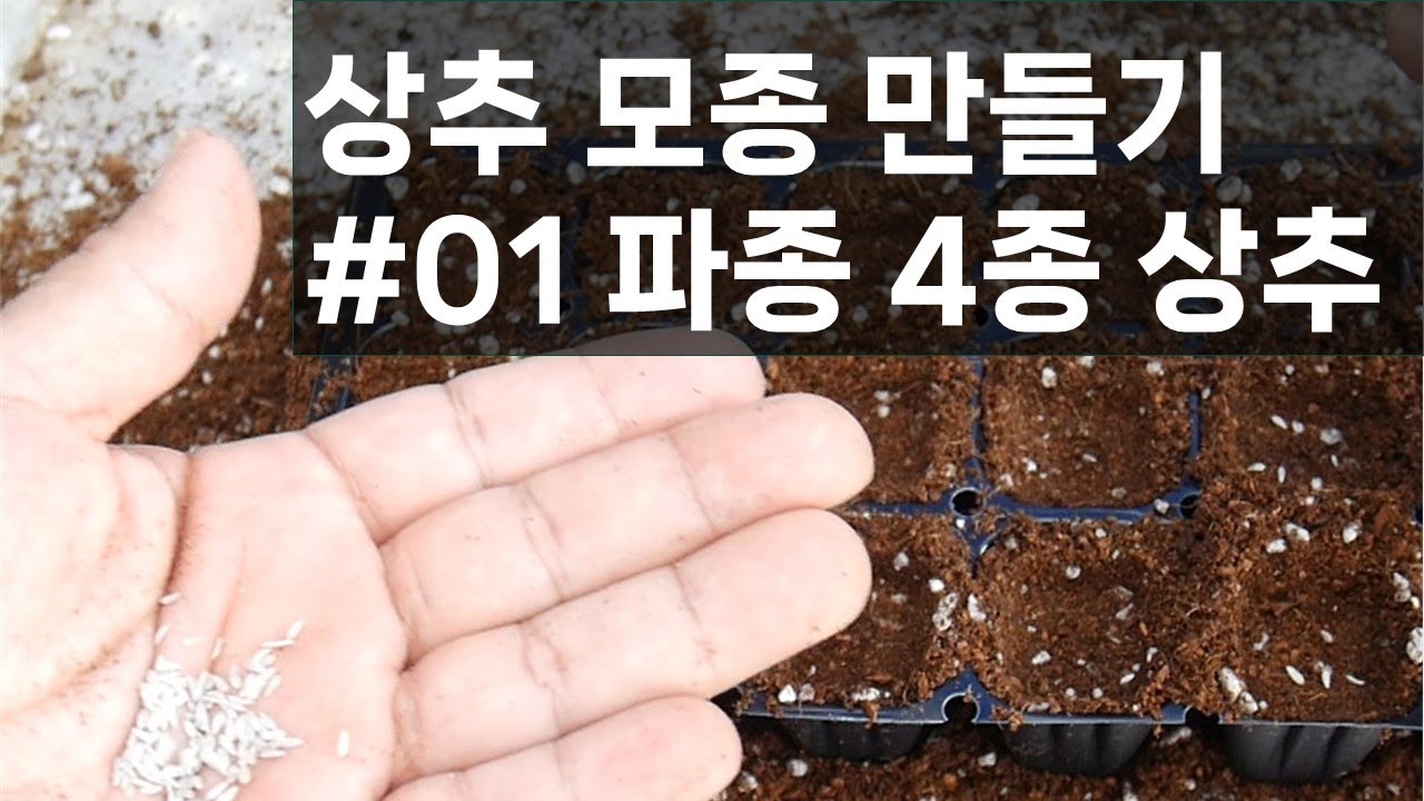 상추모종만들기 #01 파종 적치마상추 적로메인상추 버터헤드상추 유럽종 상추