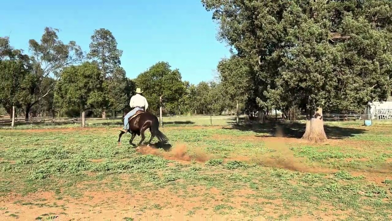 Arrawatta Rivoli Gift - LOT 118 Berragoon Sale 2026 polo x